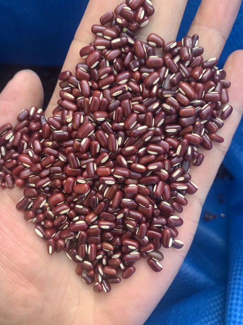 赤小豆药食同源一公斤起批