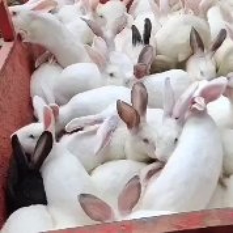 肉兔批发零售