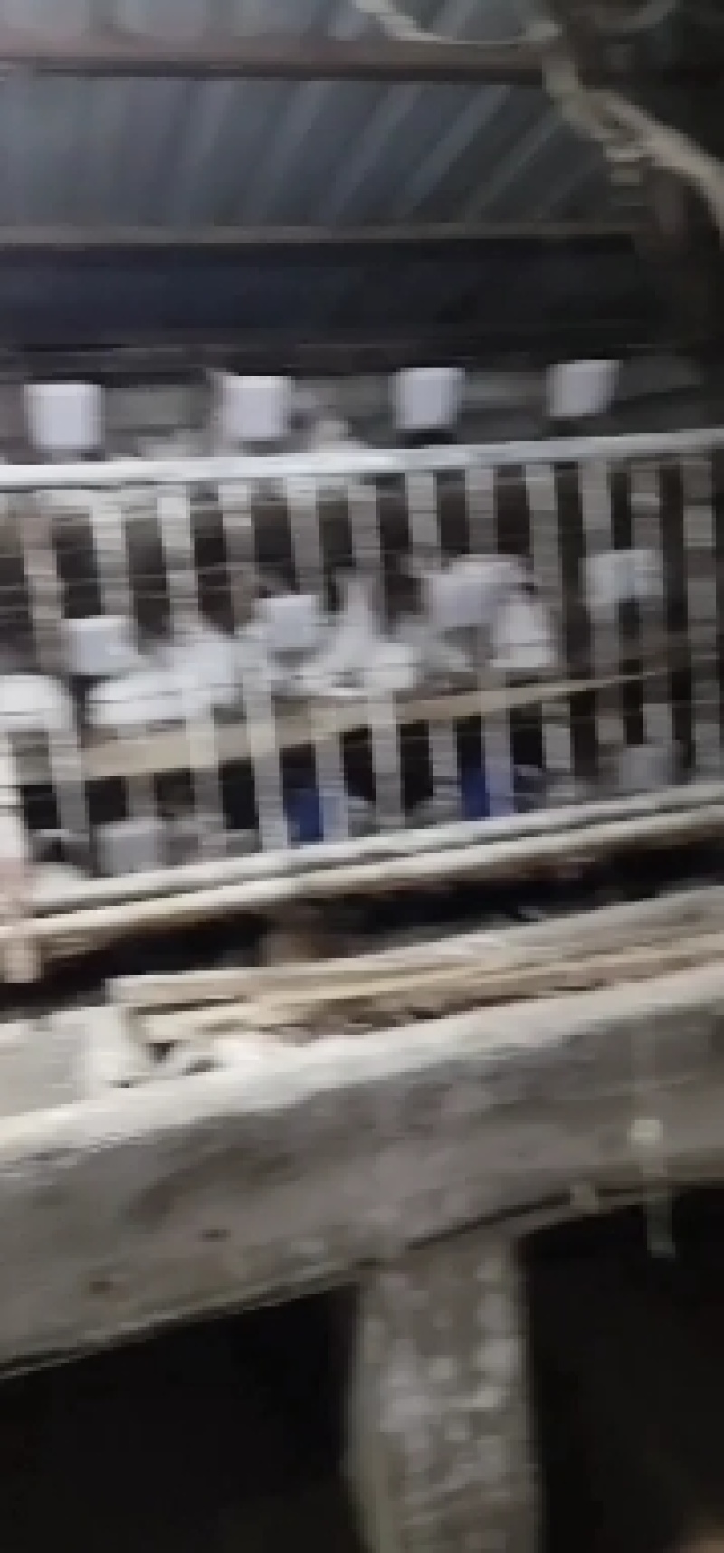 肉兔批发零售