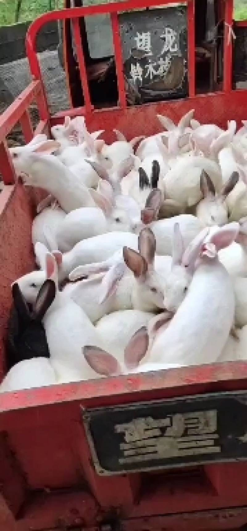 肉兔批发零售