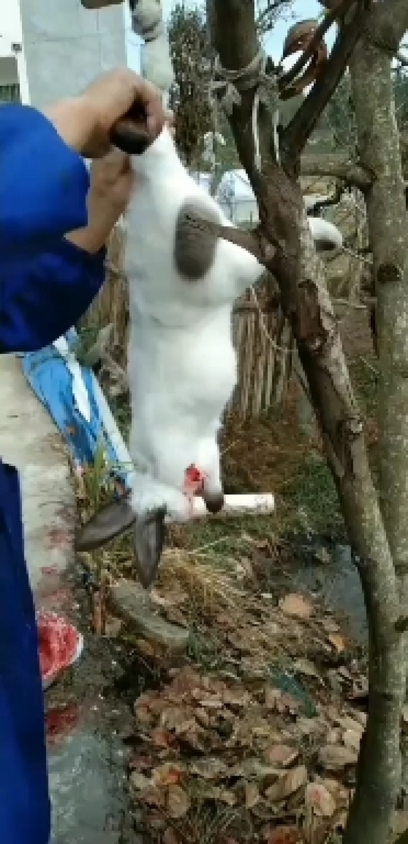 肉兔批发零售