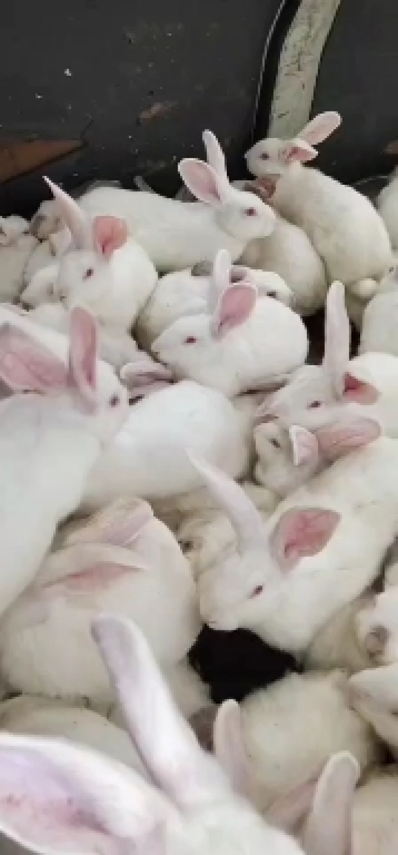 肉兔批发零售