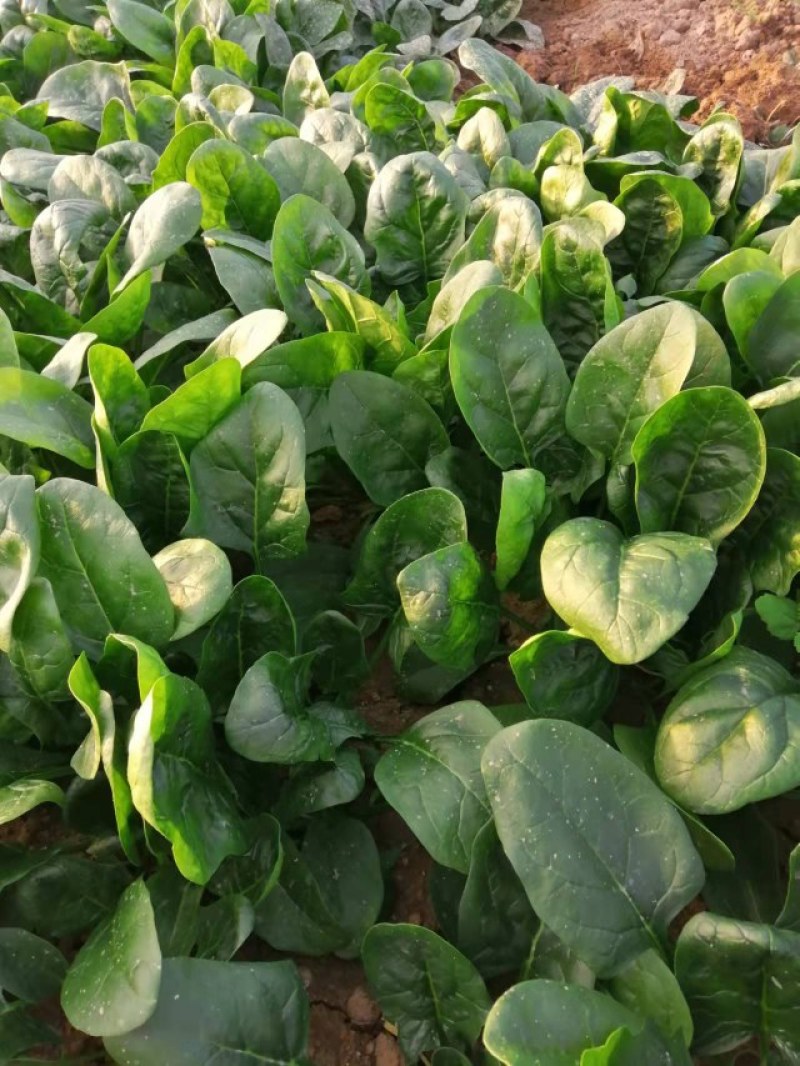 陕西咸阳淳化菠菜大量上市，欢迎客商前来订购
