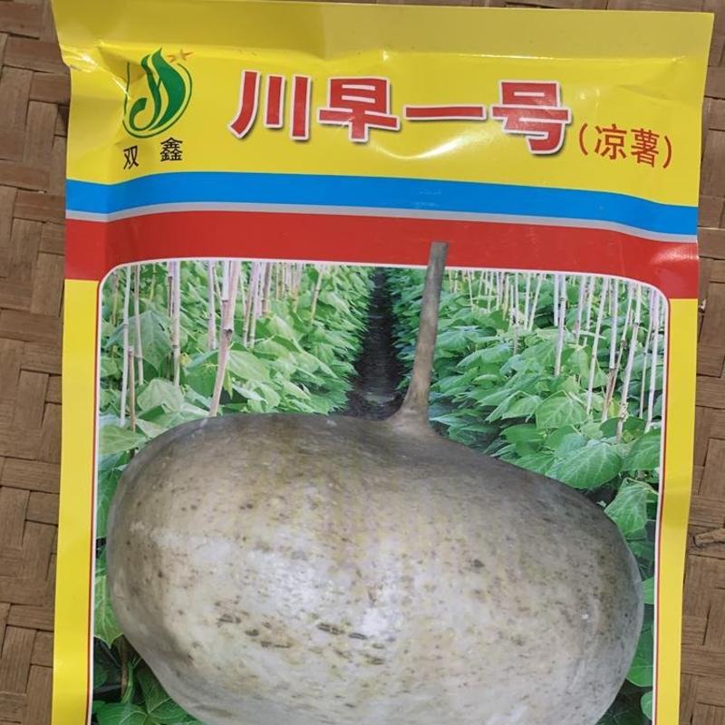双鑫川早一号凉薯种子，400克，亩产可达万斤以上