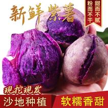红薯紫薯精品紫薯四川紫薯基地直供对接全国