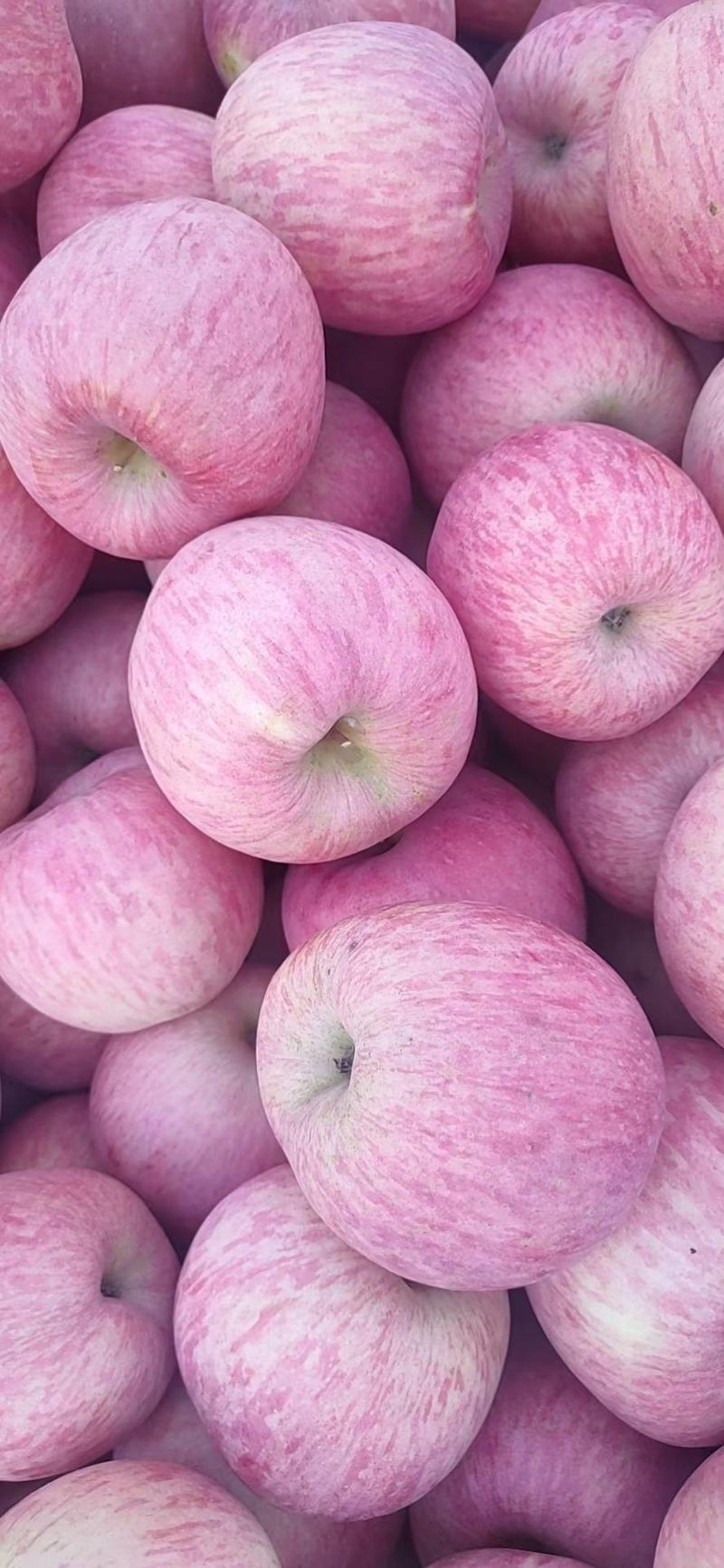 烟台红富士苹果条纹苹果，80起步冷库红富士苹果平台发货