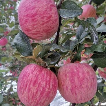 烟台红富士苹果条纹苹果，80起步冷库红富士苹果平台发货