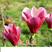 矮化玉兰盆栽地栽庭院红玉兰白玉兰黄玉兰紫玉兰树带花苞种植