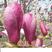 矮化玉兰盆栽地栽庭院红玉兰白玉兰黄玉兰紫玉兰树带花苞种植