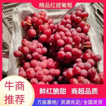 河北省张家口市涿鹿县精品红提颜色好看颗粒大