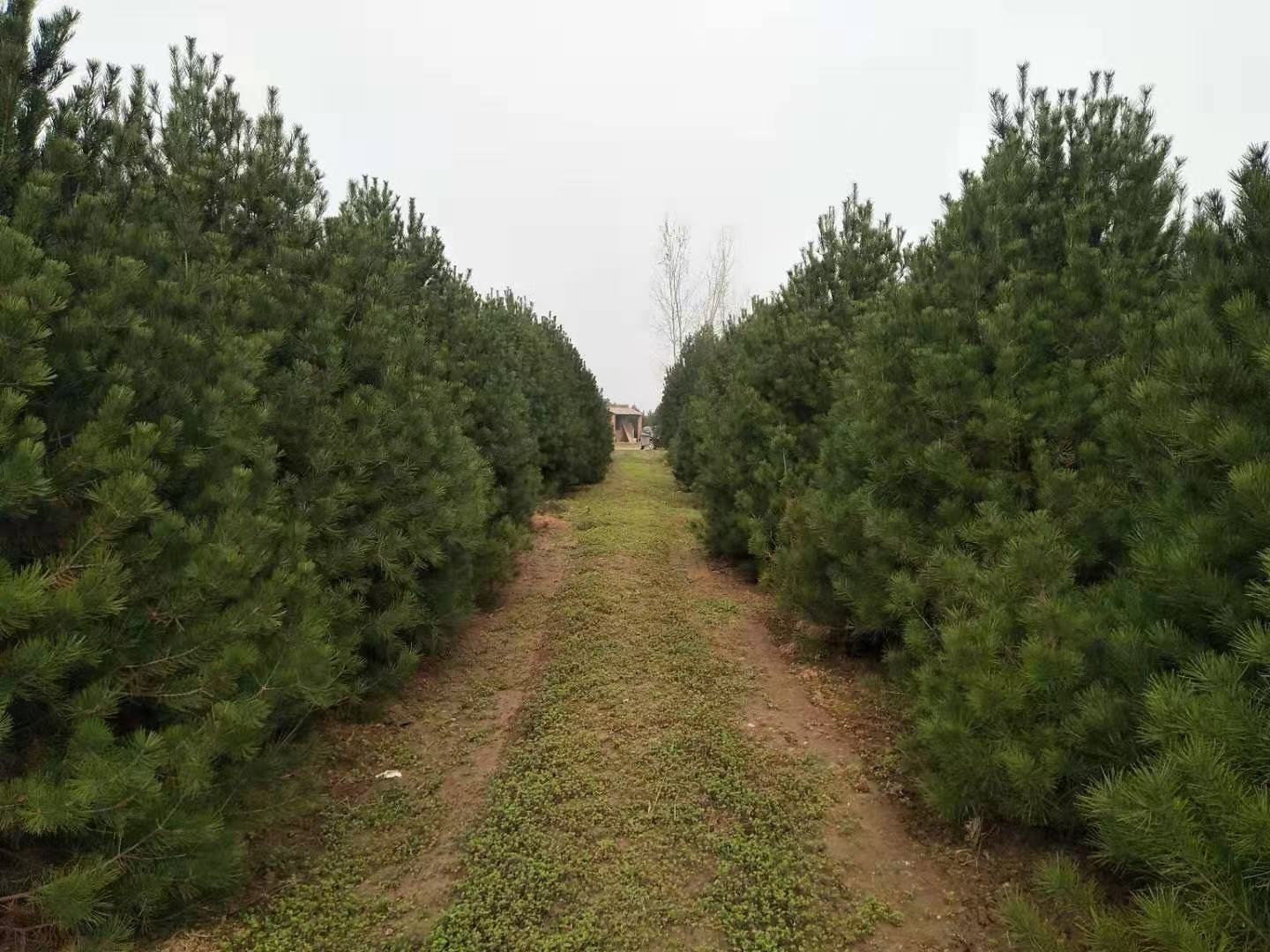白皮松作为城市行道树的应用场景