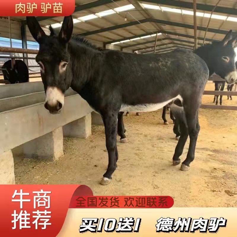 【买十头送一头】肉驴驴苗德州肉驴改良肉驴包运输
