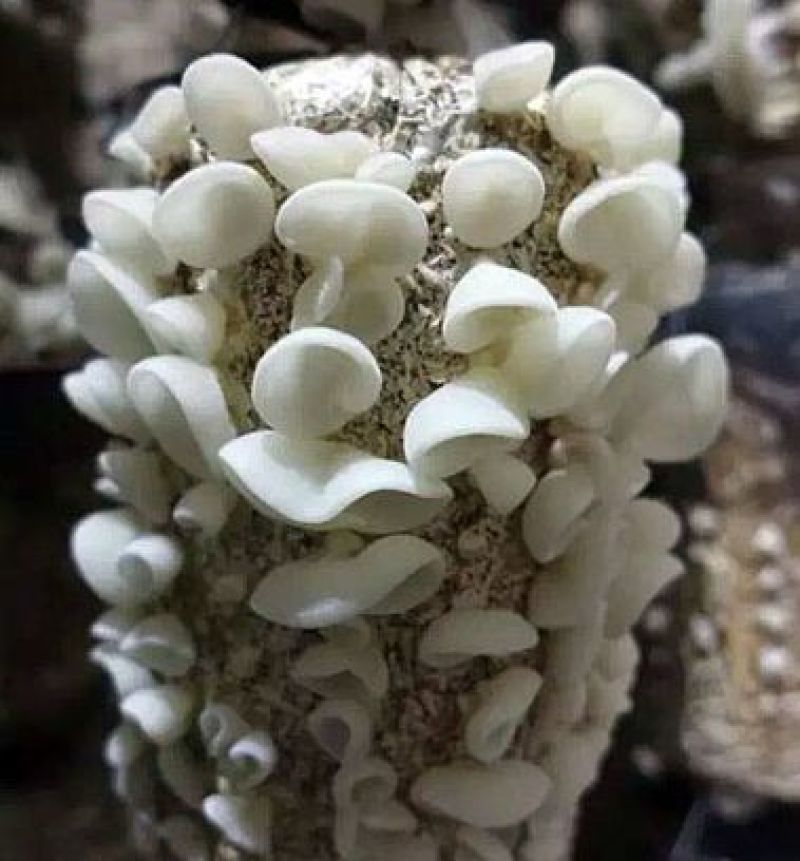 白玉木耳产地直发玉木耳，电商用，山东发货，摆地摊电商赶集