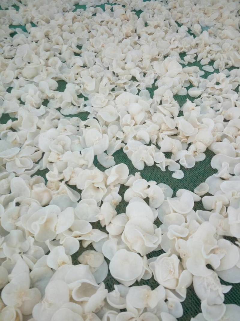 白玉木耳产地直发玉木耳，电商用，山东发货，摆地摊电商赶集