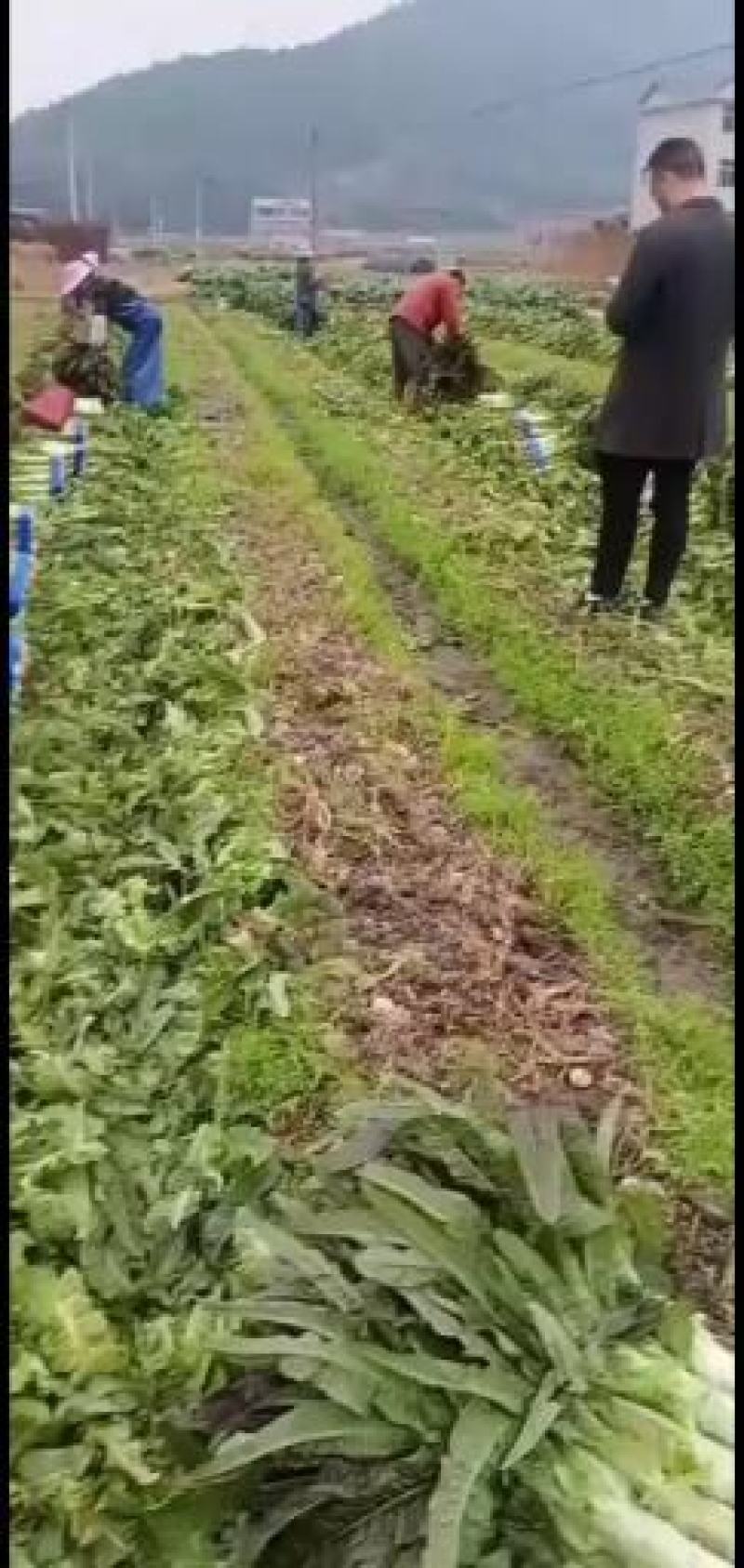 福建三明永安市小陶镇红叶莴笋欢迎采购