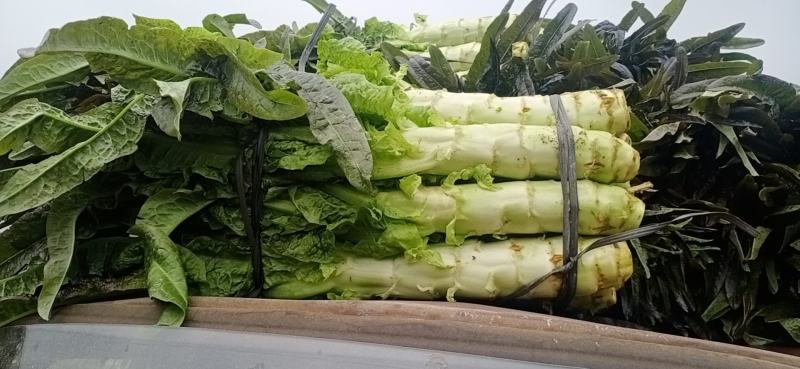 福建三明永安市小陶镇红叶莴笋欢迎采购