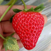 现货云南牛奶草莓新鲜应季水果大红颜奶油草莓