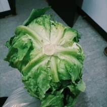 河北唐山暖棚球生菜大量上市