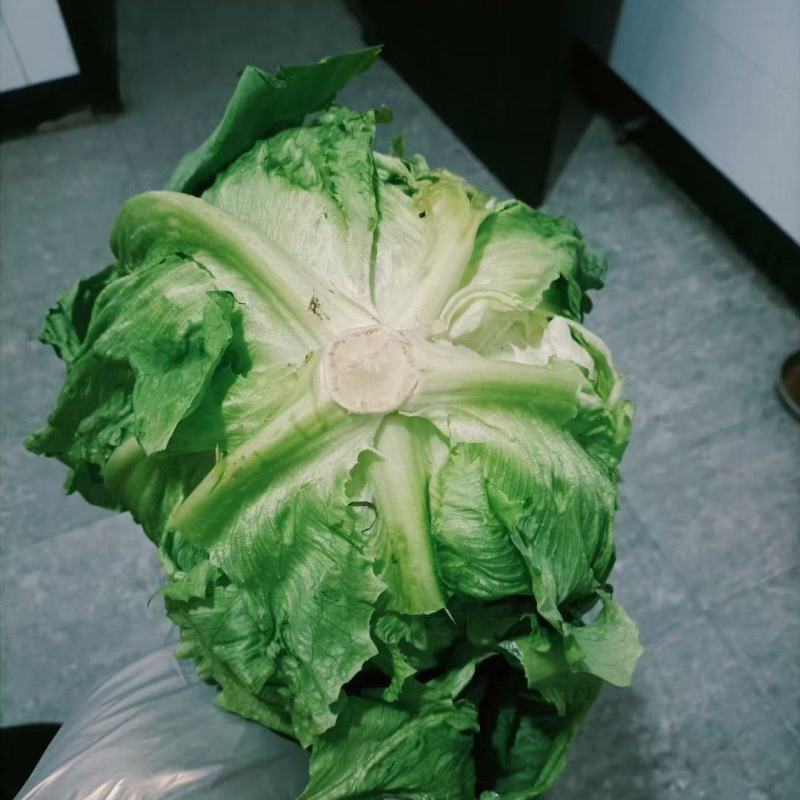 河北唐山暖棚球生菜大量上市