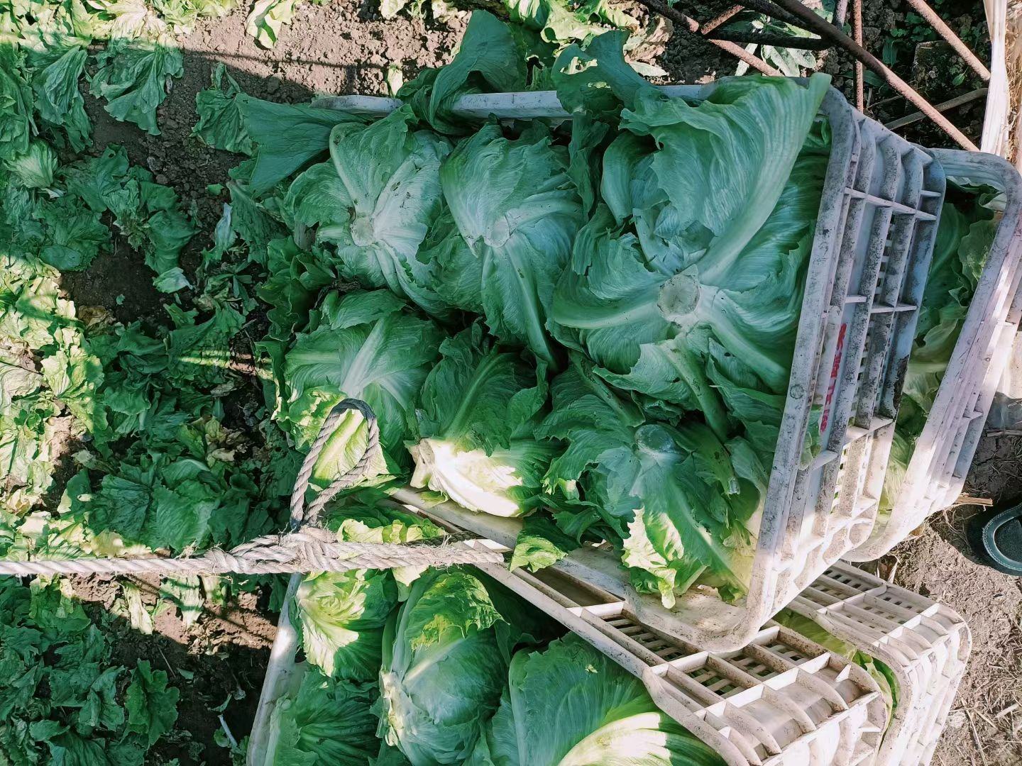 冷藏保存的生白菜