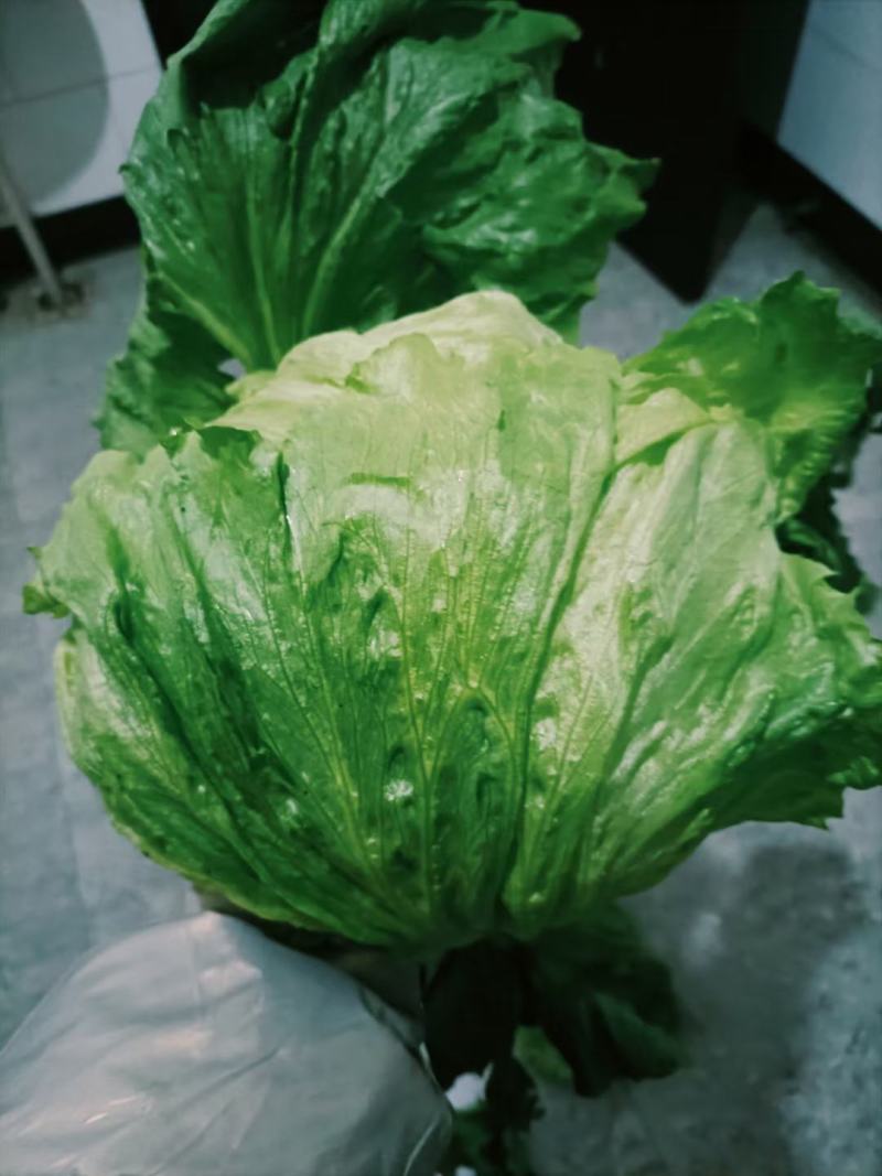 河北唐山暖棚球生菜大量上市