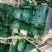 河北唐山暖棚球生菜大量上市