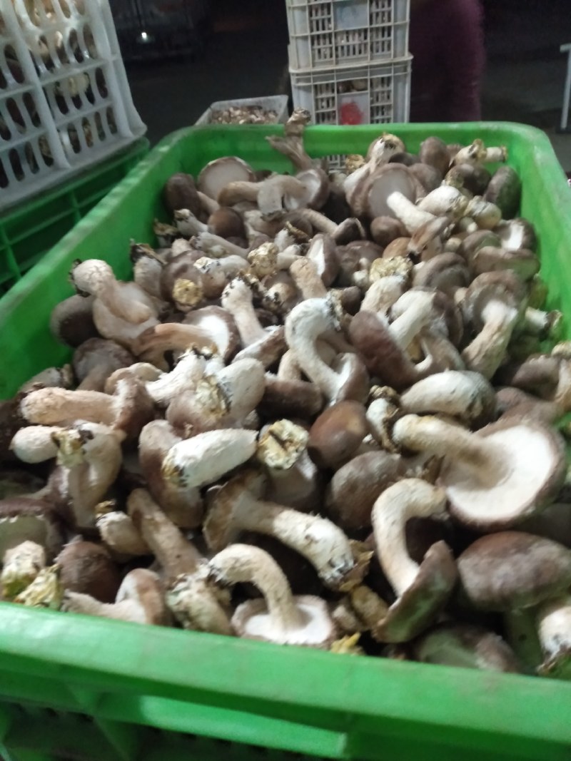 自家种香茹