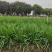 顶丰20-1韭菜种子夏秋季播种宽叶四季菜籽不休眠青菜种籽