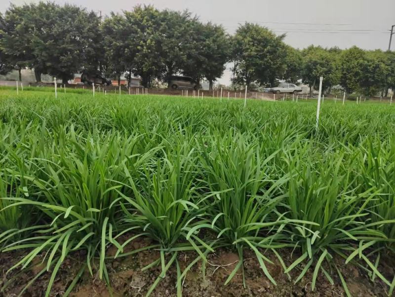 顶丰20-1韭菜种子夏秋季播种宽叶四季菜籽不休眠青菜种籽