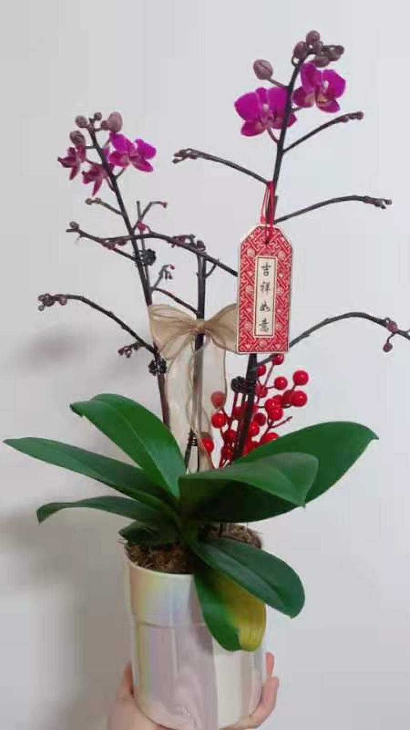 【蝴蝶兰】广州蝴蝶兰花浓香花色艳丽现带花箭量大价优