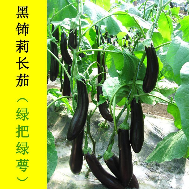 茄子种籽，绿鄂茄王种籽，黑皮长茄种子，高产茄子，茄王茄子