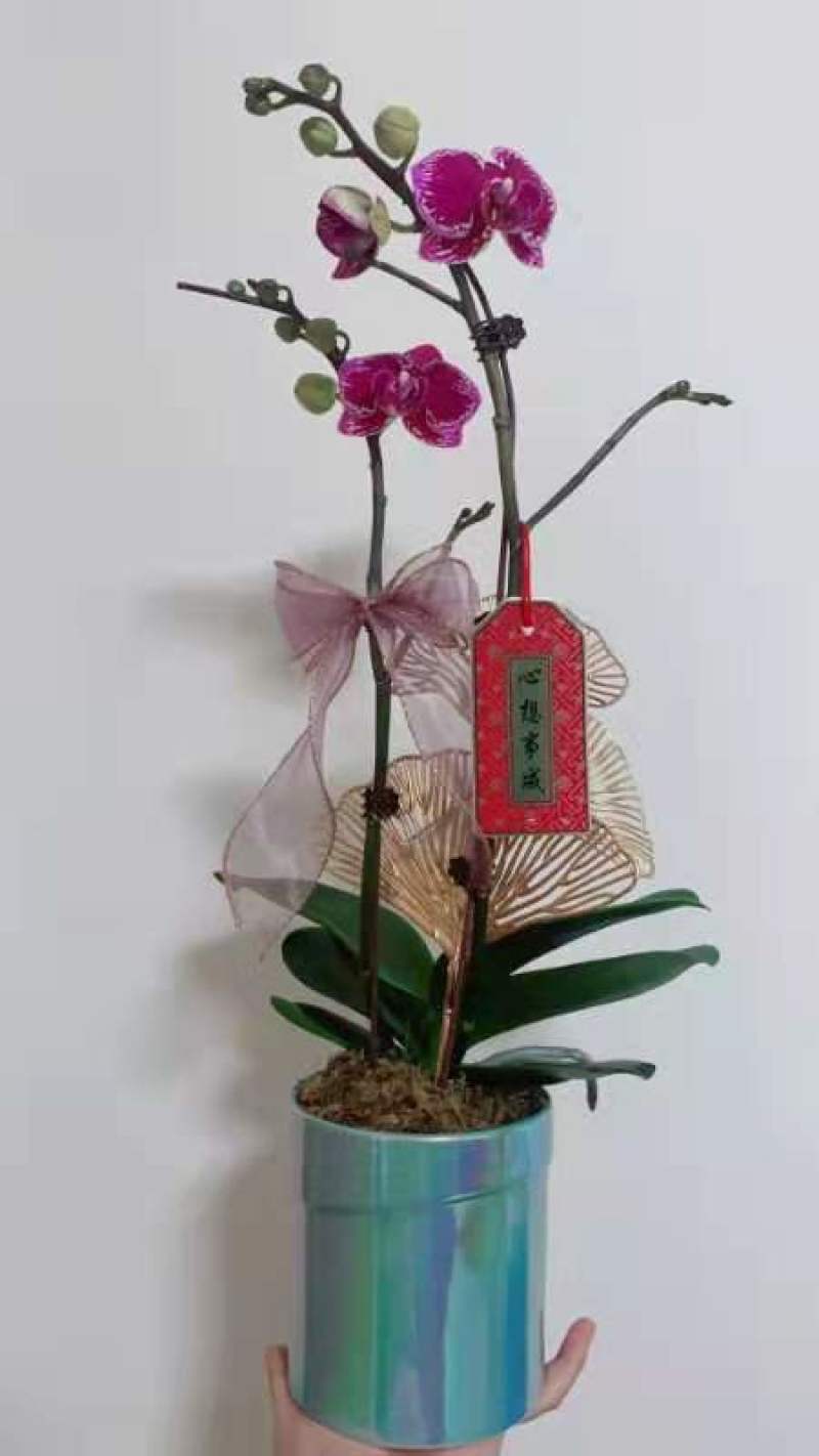 【蝴蝶兰】精品蝴蝶兰花量大价优，浓香鲜艳全国发货