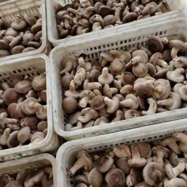 自家种香茹