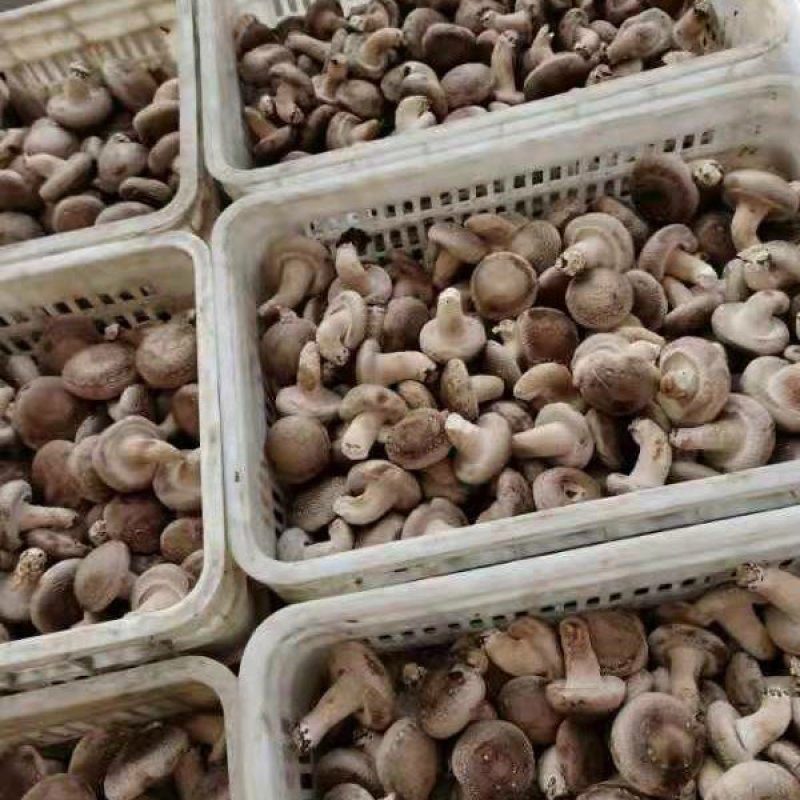 自家种香茹