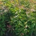 江西省安福县桂文苗木种植基地