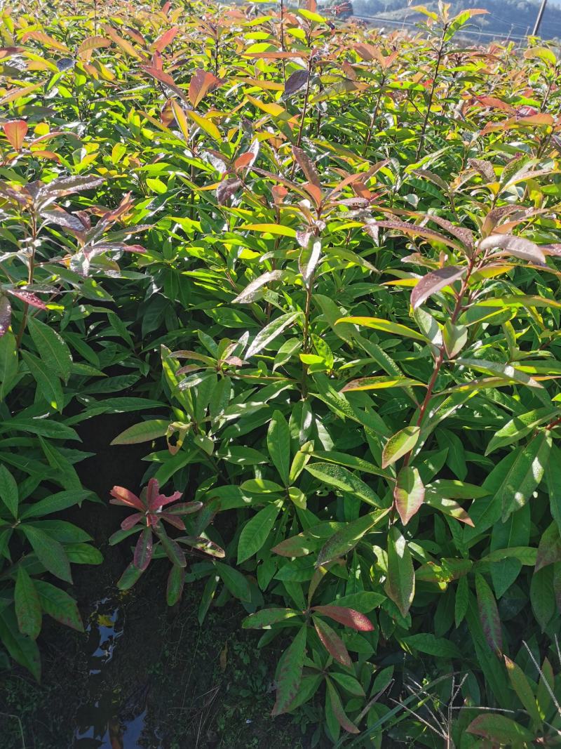江西省安福县桂文苗木种植基地