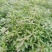 江西省安福县桂文苗木种植基地