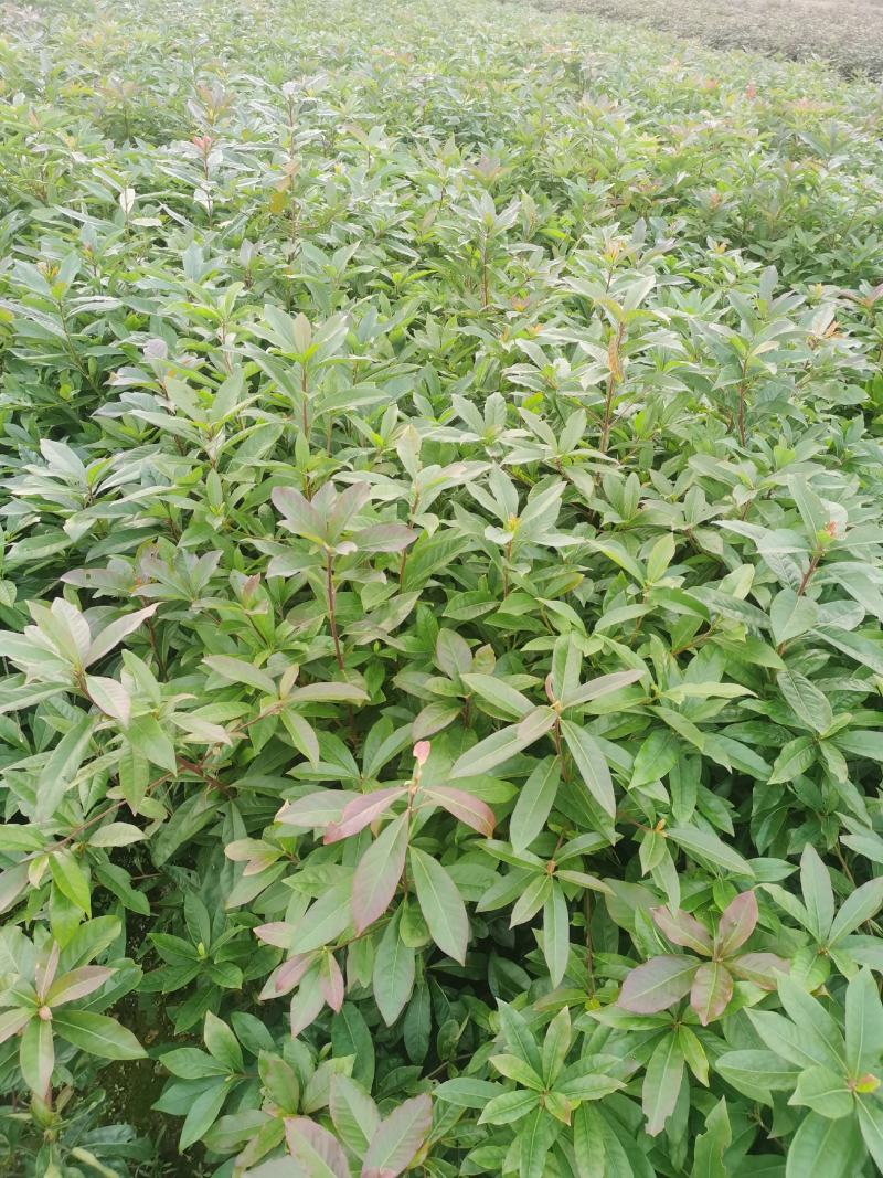 江西省安福县桂文苗木种植基地