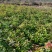 江西省安福县桂文苗木种植基地