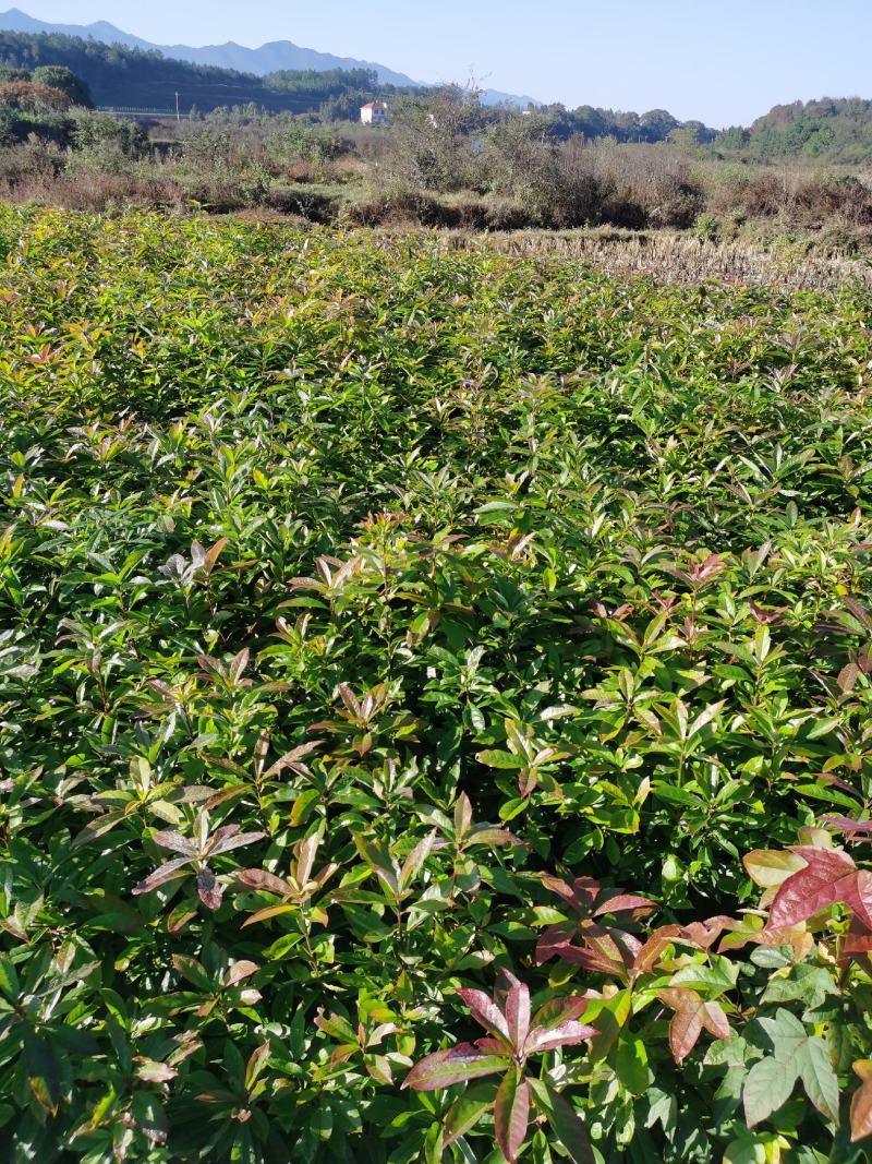 江西省安福县桂文苗木种植基地