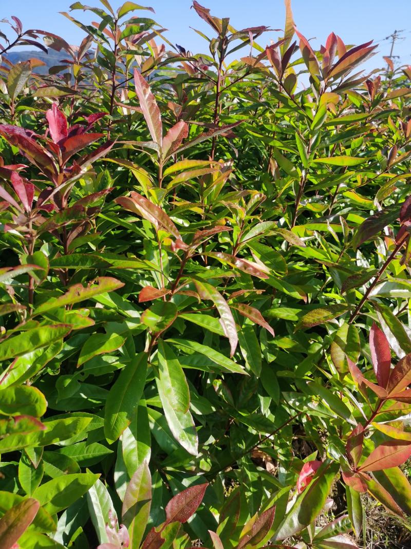 江西省安福县桂文苗木种植基地