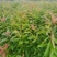 江西省安福县桂文苗木种植基地