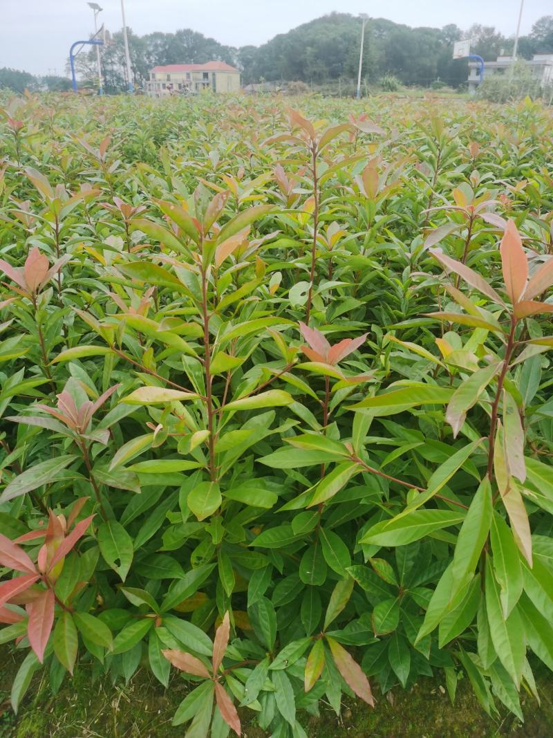 江西省安福县桂文苗木种植基地