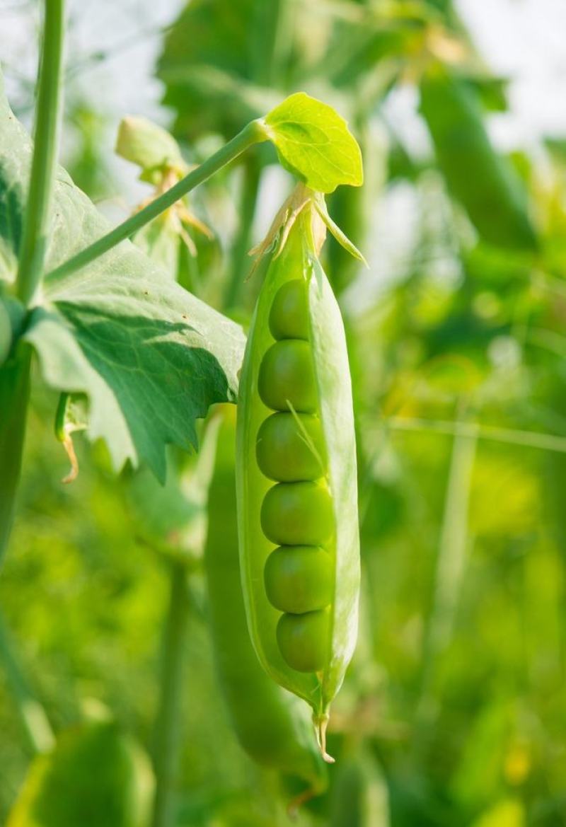 食米豆，中碗6号甜碗豆种子，矮杆早熟碗豆种籽