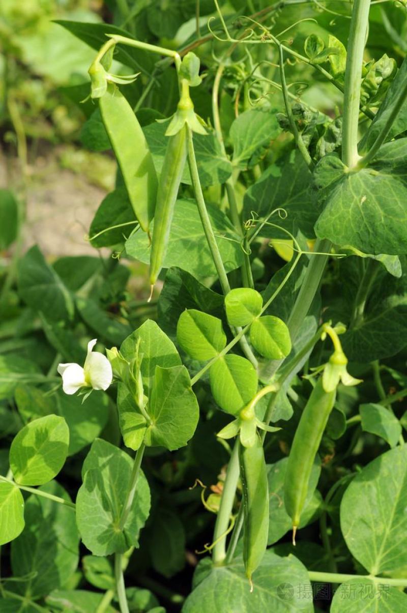 食米豆，中碗6号甜碗豆种子，矮杆早熟碗豆种籽