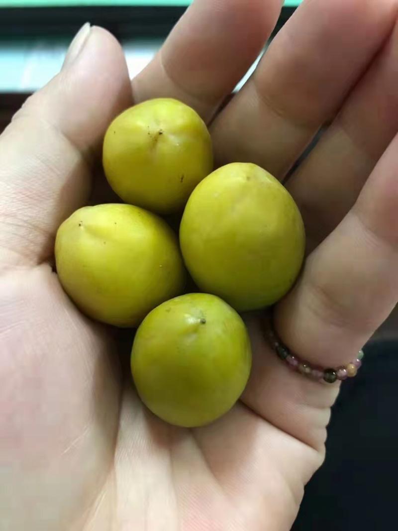 全国热销网红出名的橄榄之乡出品“甜2号”已全面上市