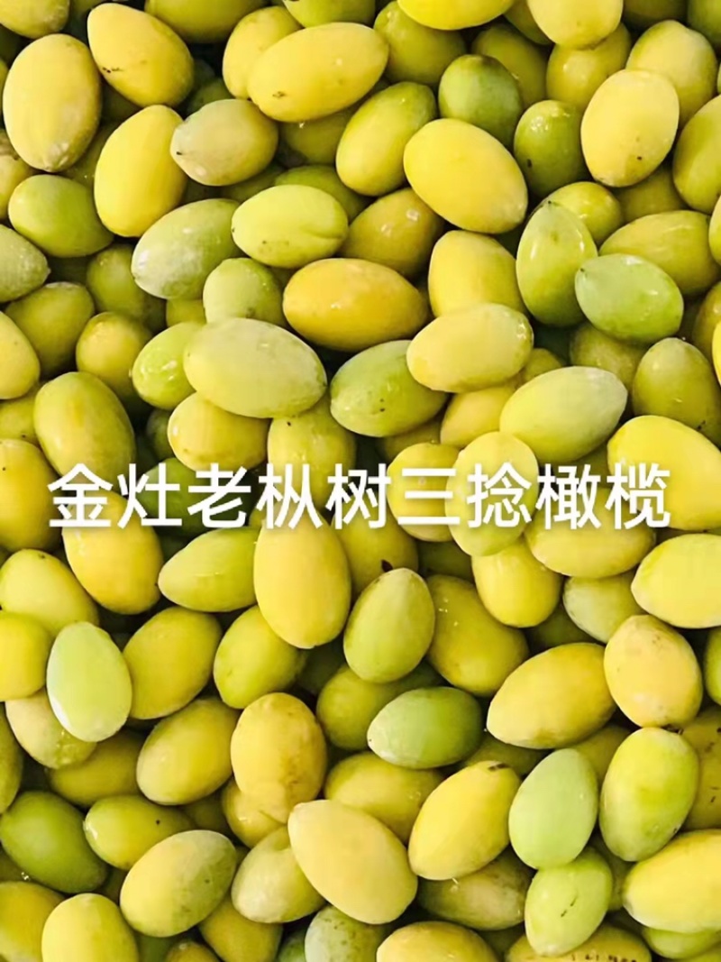 全国热销网红出名的橄榄之乡出品“甜2号”已全面上市