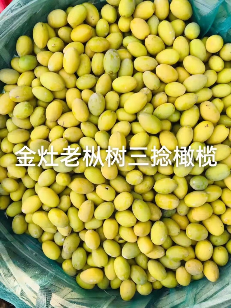 全国热销网红出名的橄榄之乡出品“甜2号”已全面上市