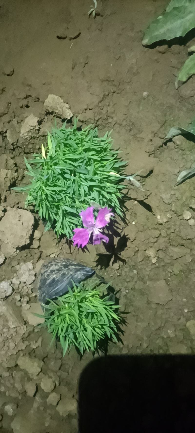 欧石竹开花神器全年开花花园一手货基地直发