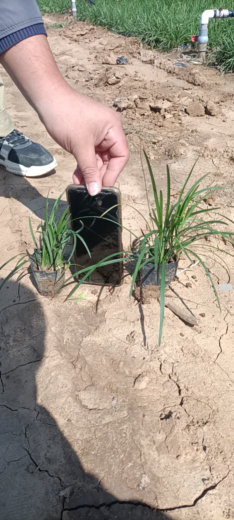 麦冬山东中药材产地直销一手货源草坪专用手选